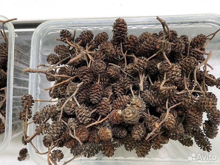 Шишки ольхи