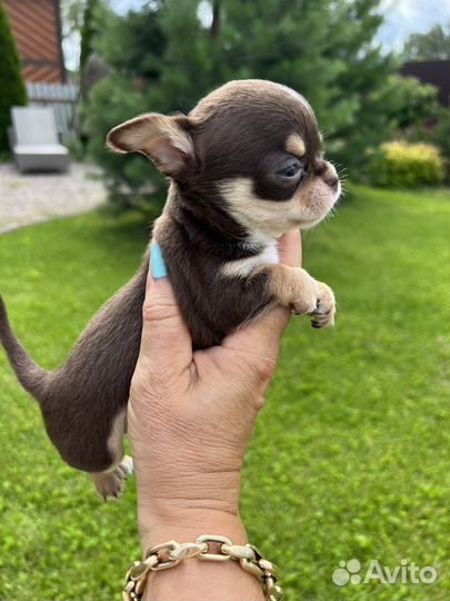 Щенки чихуахуа mini, редкого окраса