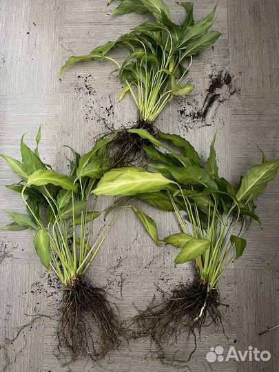 Спатифиллум (женское счастье) цветок