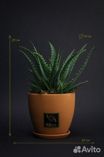 Алоэ вера. Цветок