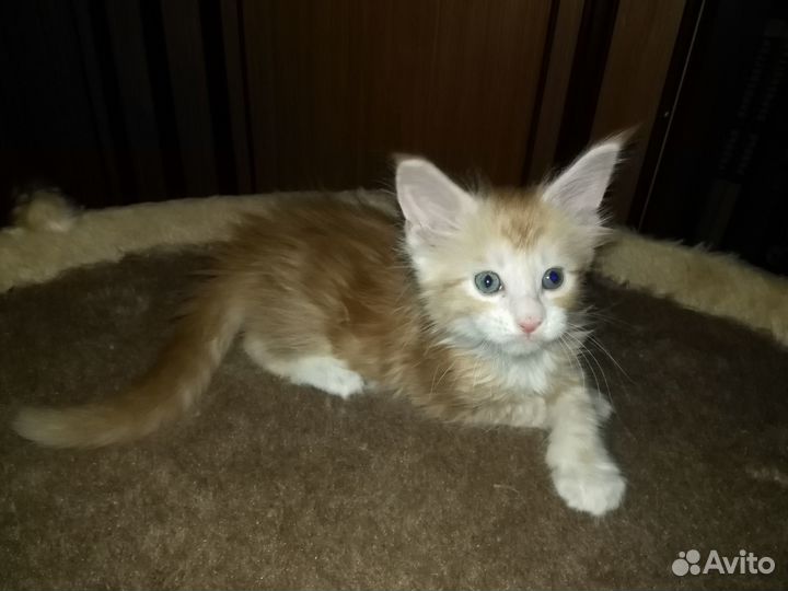 Котята мейн-кун