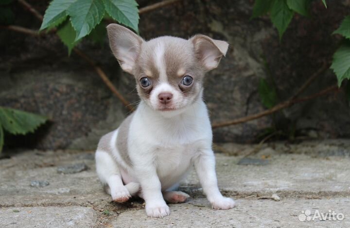 Мальчишки чихуахуа лилового окраса г.ш. и д.ш