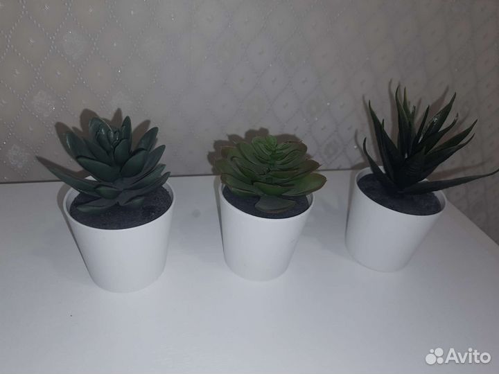 Растения для флорариума