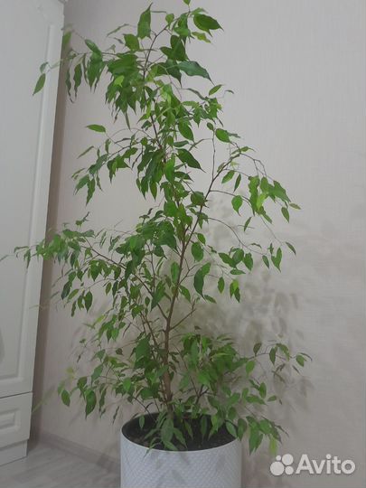 Фикус бенджамина большой