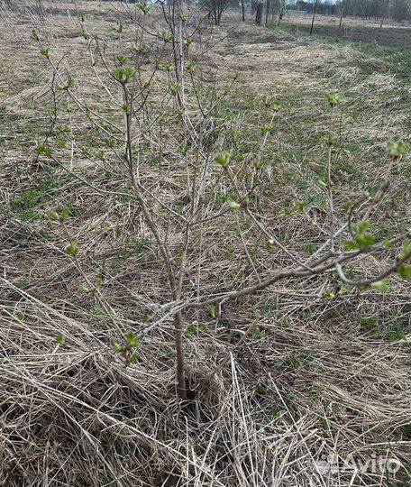 Калина красная