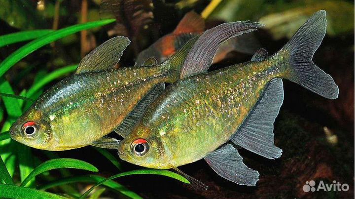 Аквариумные рыбки