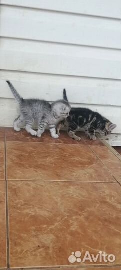 Шотландская