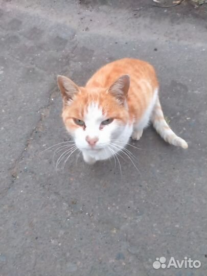 Кошки стерилизованные с доставкой