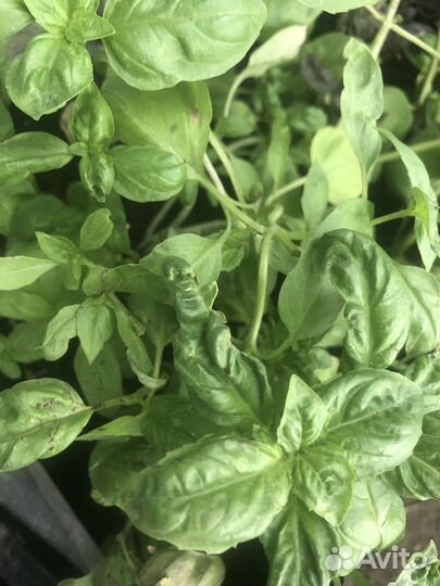 Рассада овощей