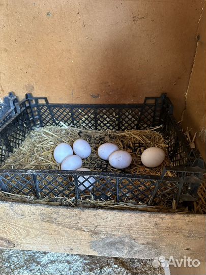 Куры несушки