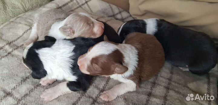 Бордер колли