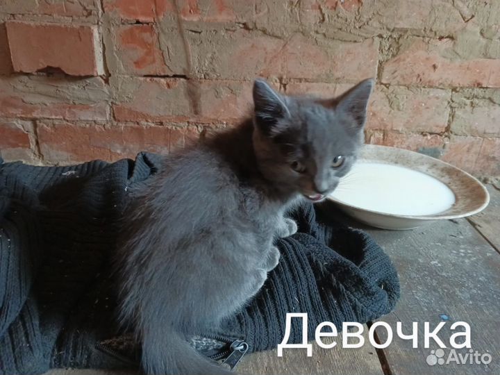 Котята в добрые руки