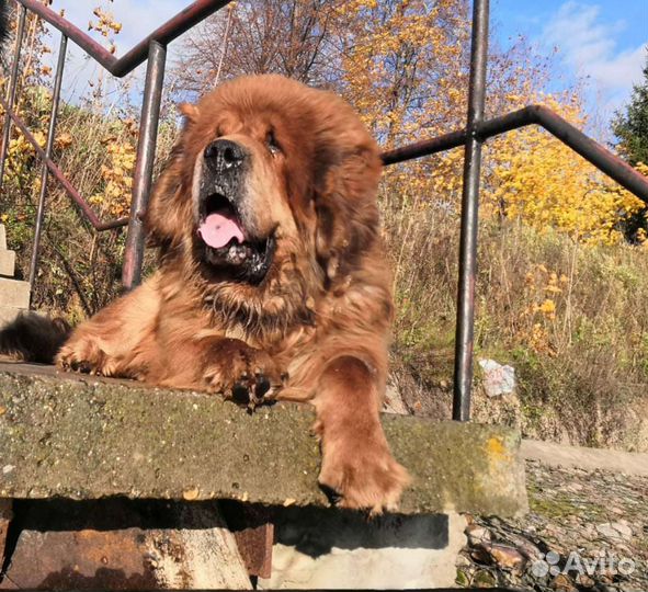 Тибетский мастиф вязка