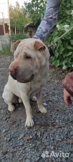 Собака шарпей