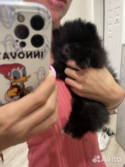 Померанский шпиц девочка