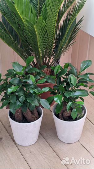 Фикус Микрокарпа (бонсай)