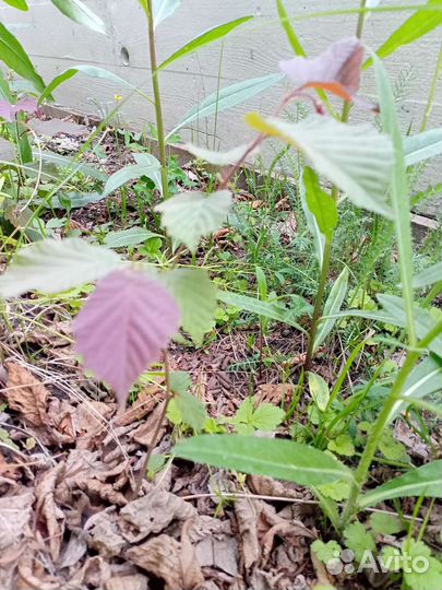 Лещина (орешник)