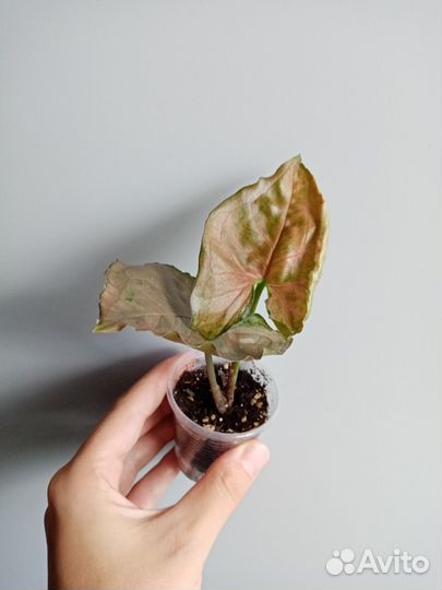 Сингониумы