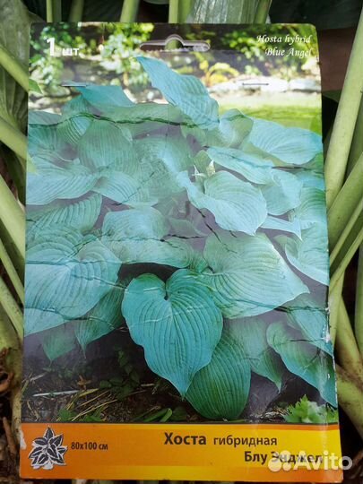 Хоста голубой Ангел, саженцы в горшках