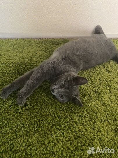 Кошка