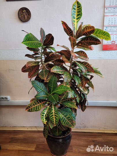 Кодиеум кротон