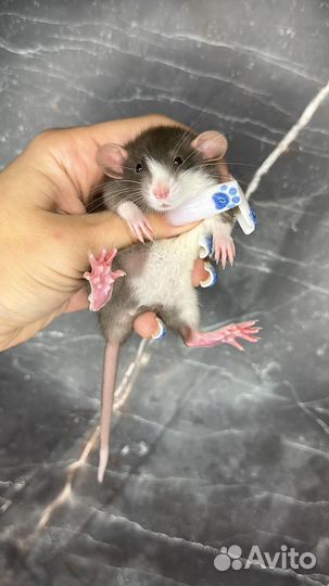 Крыса Дамбо. Крысята девочка. Крыса