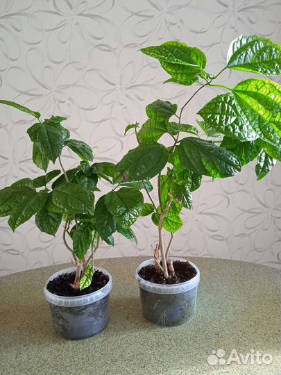 Комнатные цветы