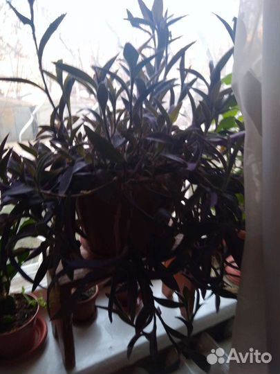 Традесканция фиолетовая