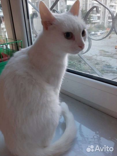 Турецкая ангора