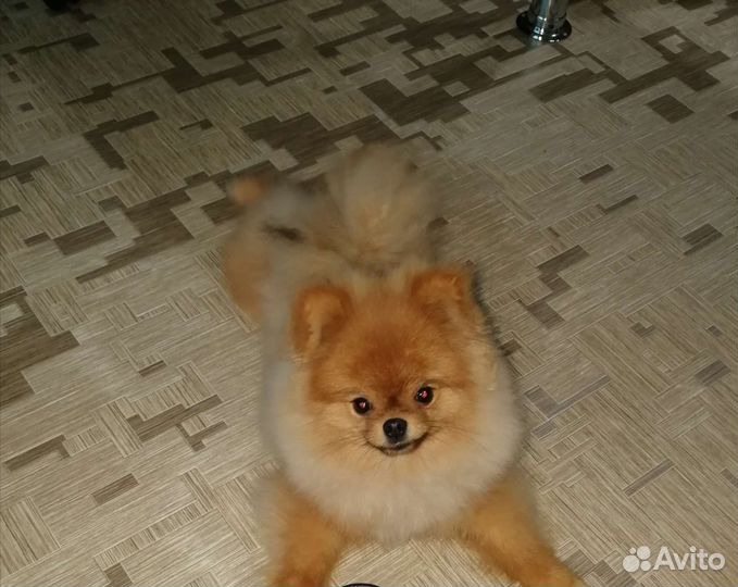Померанский шпиц мальчик