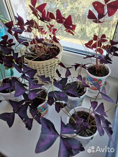 Кислица оксалис