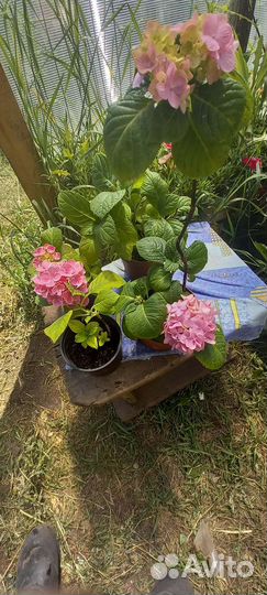 Гортензия крупнолистная