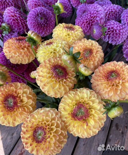 Георгина Санни бой