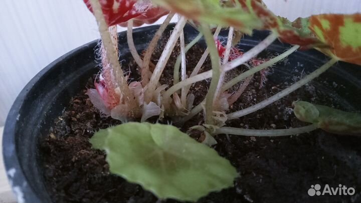 Рассада декоративной капусты