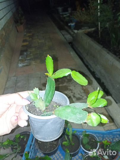 Декабрист шлюмбергера