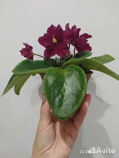 Цветущие фиалки