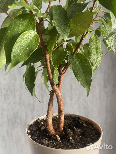 Фикус Бенджамина