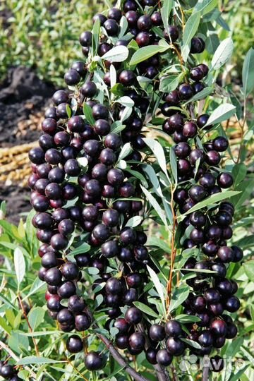 Вишня Бессея