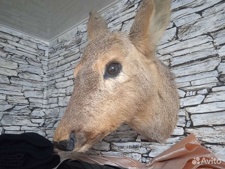 Чучело голова косули