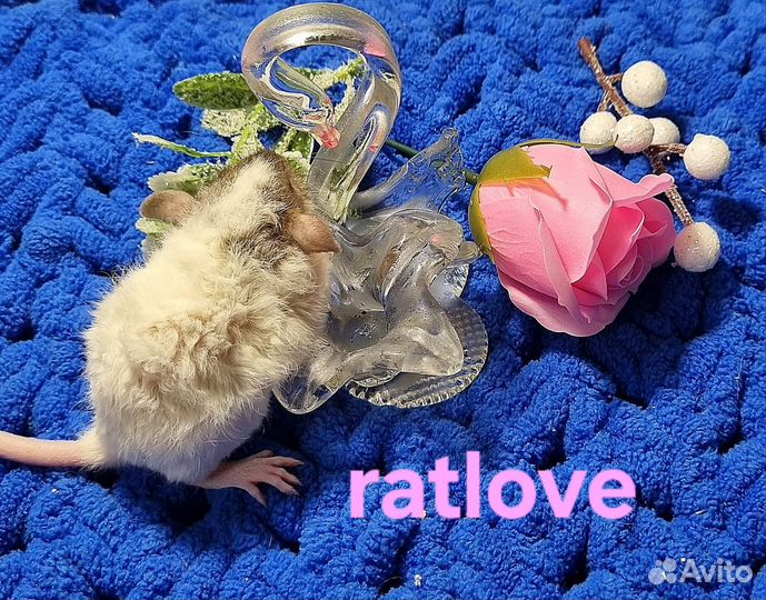 Крысята рекс дамбо от ratlove