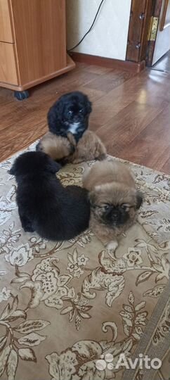 Щенки пекинеса