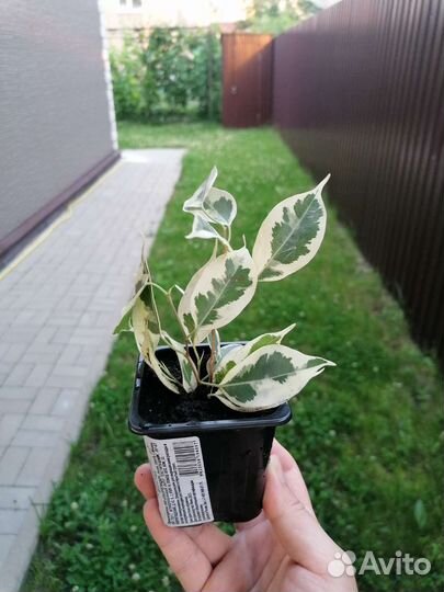 Фикус бенджамина (отростки)