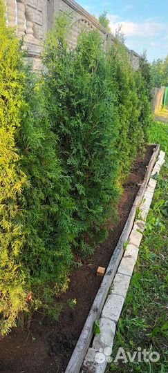 Туя смарагд