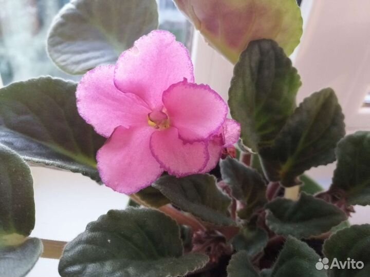 Фиалки розовая и голубая