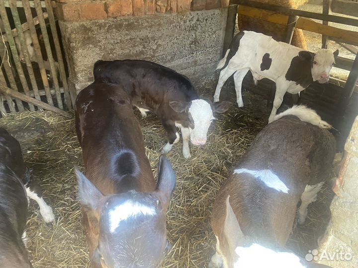 Телята,бычки телки