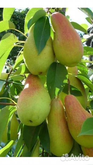 Колоновидные яблони груши