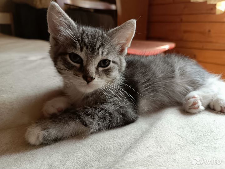 Котенок лечебный 2 мес. Родилась на Пасху