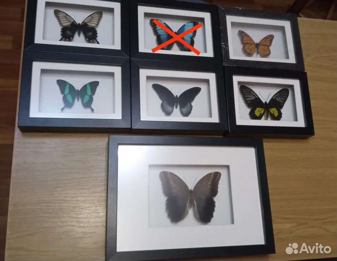 Бабочка в рамке