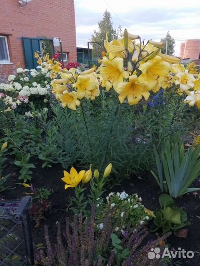 Лилии луковицы