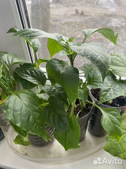 Рассада помидор, перец, баклажаны